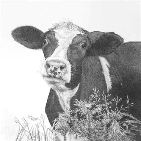 Cow Pencil Drawing, Cow Art Print, Holstein Cow, Cow Picture, Cow ...