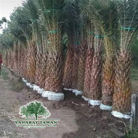 Jual Pohon Palem Kenari Robusta Harga Terbaru Murah Sahabat Taman