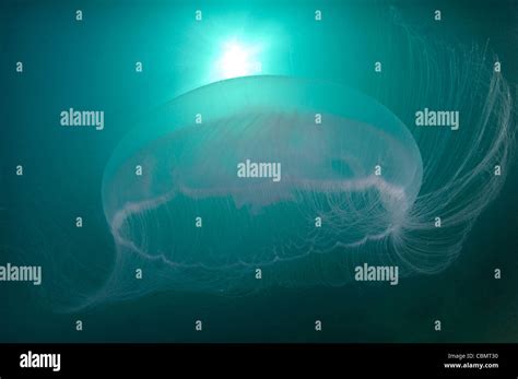 Moon Jellyfish Aurelia Aurita Piran Adriatic Sea Slovenia Stock