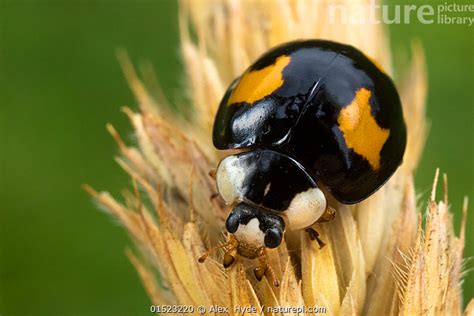 Stock photo of Harlequin ladybird (Harmonia axyridis) invasive species ...