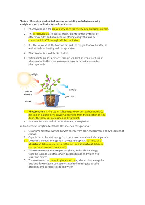 Week 5 Week 5 Life Processes Lecture Notes Photosynthesis Is A