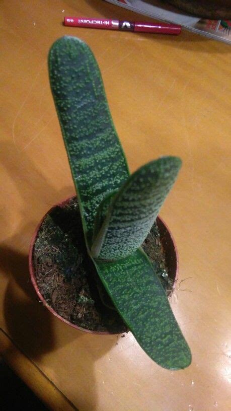 Gasteria verrucosa Saksı bahçeciliği Bitki Çiçek