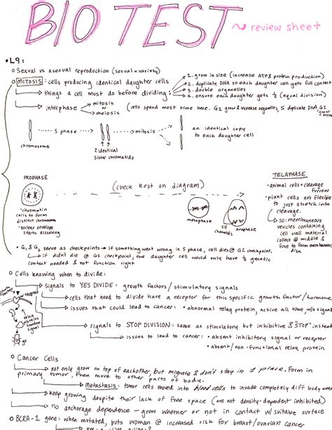 Biol Test Study Guide Review Sheet L Sexual Vs A Sexual