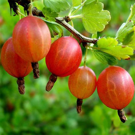 Крыжовник Уральский розовый ОКС купить в Томске