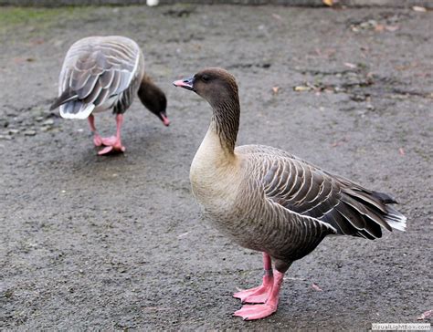 Identify Pink Footed Goose Wildfowl Photography