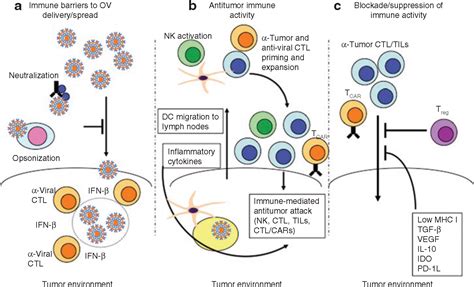 Thunder And Lightning Immunotherapy And Oncolytic Viruses Collide