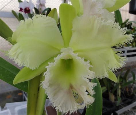 Rlc. Golf Green 'Hair Pig' – Kawamoto Orchid Nursery