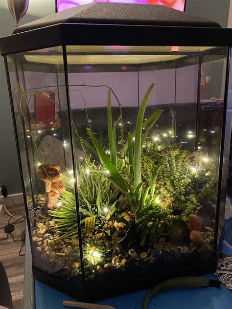 Terrarium Fish Tank With Succulents Fish Tank Garden Fish Tank