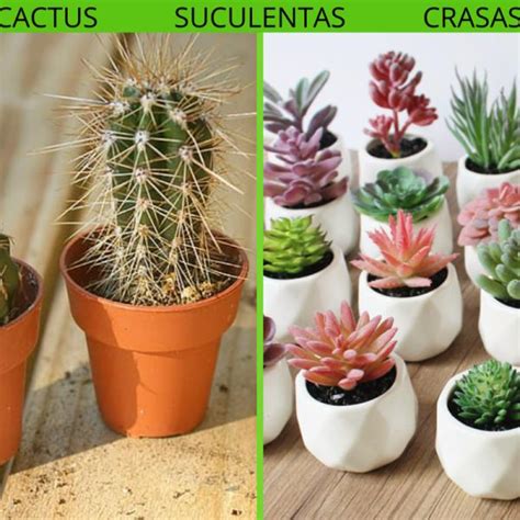 Por Qu Se Llaman Suculentas Y Cu L Es Su Diferencia Con Los Cactus