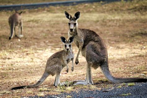 Kangaroo Australia Nature Free Photo On Pixabay Pixabay