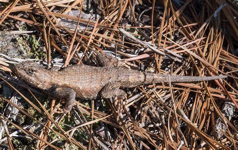 Maryland Biodiversity Project Eastern Fence Lizard Sceloporus Undulatus