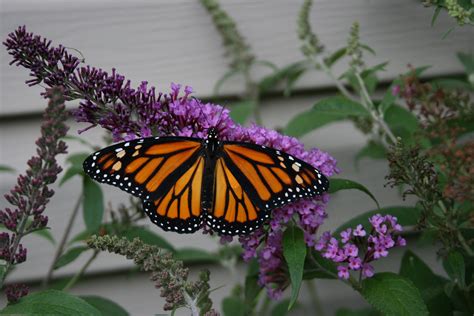 Colors That Attract Butterflies