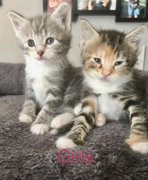 Beautiful Maine Coon Cross Kittens In New Tredegar Expired Friday Ad