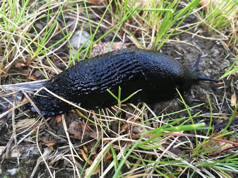 Invasive Slugs Uaf Cooperative Extension Certification Course