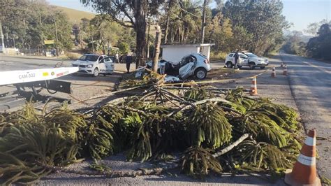 Motorista perde controle da direção e bate carro em árvore em