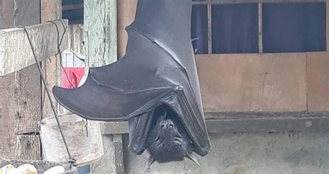 The Giant Golden Crowned Flying Fox The Largest Bat In The World