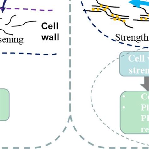 A Model Was Proposed To Elucidate That Perturbation Of OsPMEI And OsPME