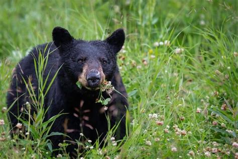 Discover Vancouver Island Wildlife | Your Guide From A Local