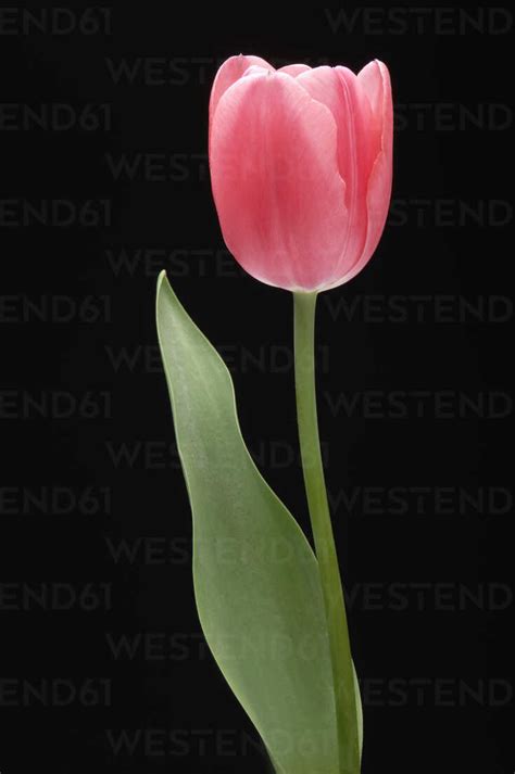 Pink Tulip Close Up Stock Photo