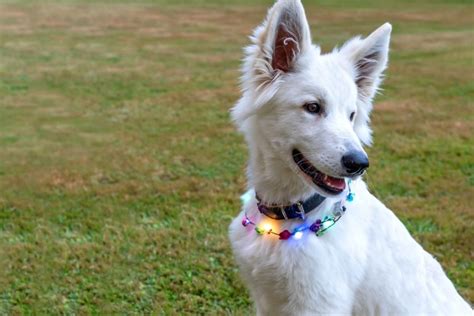 Albino German Shepherd: The Myths And The Facts Explained