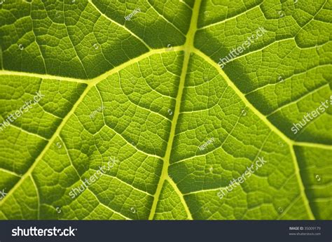 Close Up Of Leaf Veins / Tree Pattern / Natural Background / Stock Photo 35009179 : Shutterstock