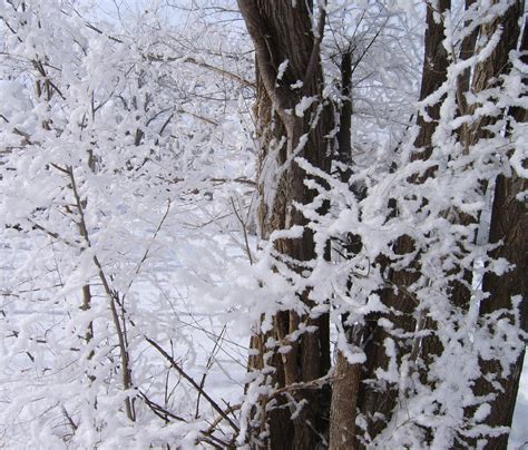 Snow Covered Trees Free Photo Download | FreeImages