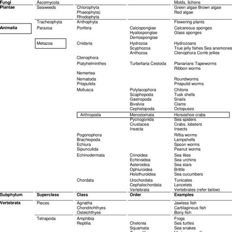 Classification of marine organisms | Download Scientific Diagram