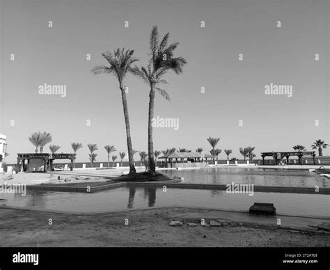 Palm Trees Silhouettes At The Egypt Hotel Stock Photo Alamy