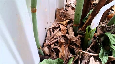 How To Eradicate Japanese Knotweed Youtube