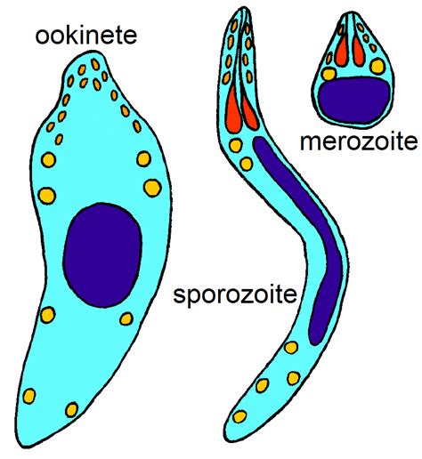 Infection Landscapes Malaria Part 1 The Parasite