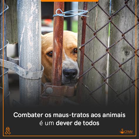 Combater os maus tratos aos animais é um dever de todos CFMV