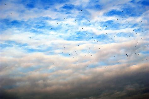 鳥の群れ 季節の鳥 ピンクの雲 写真背景 無料ダウンロードのための画像 Pngtree