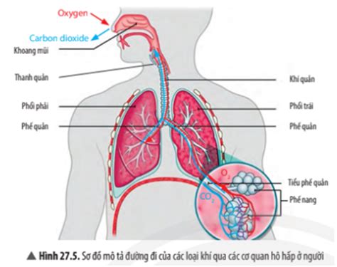 Vẽ sơ đồ mô tả đường đi của khí qua khí khổng ở lá cây trong quá trình