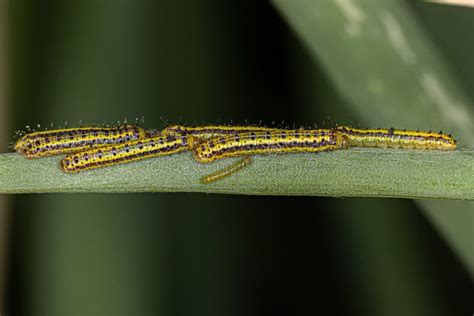 Gran Oruga De Mariposa Blanca Del Sur Foto De Archivo Imagen De