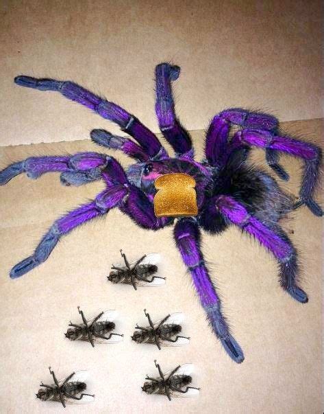 100 Every Fnaf Fan Is Gay Ideas To Save Today Fnaf Fnaf Funny Fnaf