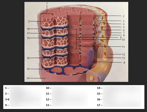 interior   muscle diagram diagram quizlet