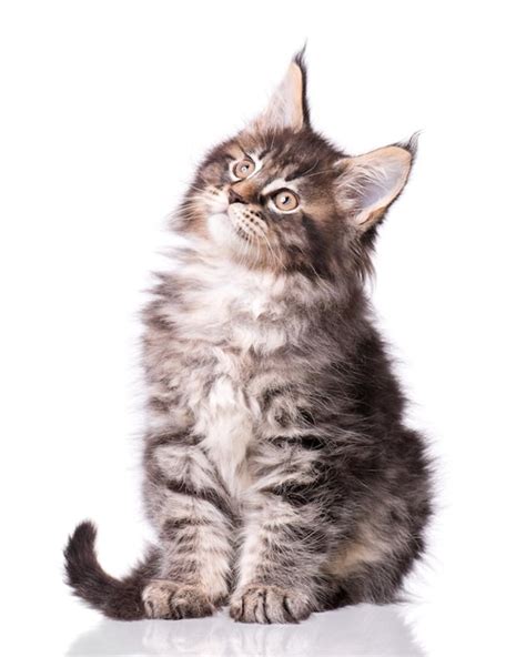 Premium Photo Maine Coon Kitten 2 Months Old Cat Isolated On White Background Portrait Of