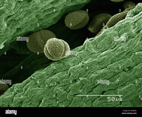 Micrographie électronique à balayage Banque de photographies et d