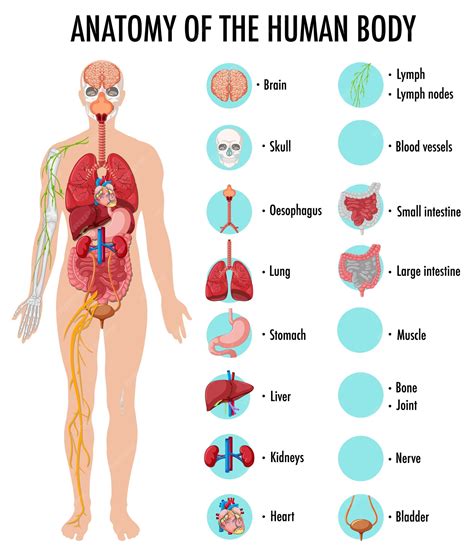 parts   human body organs