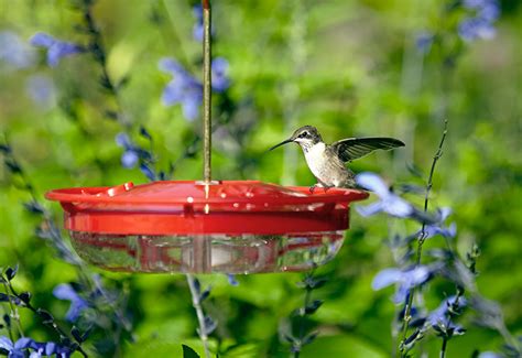 All About Hummingbird Feeders | Garden Gate