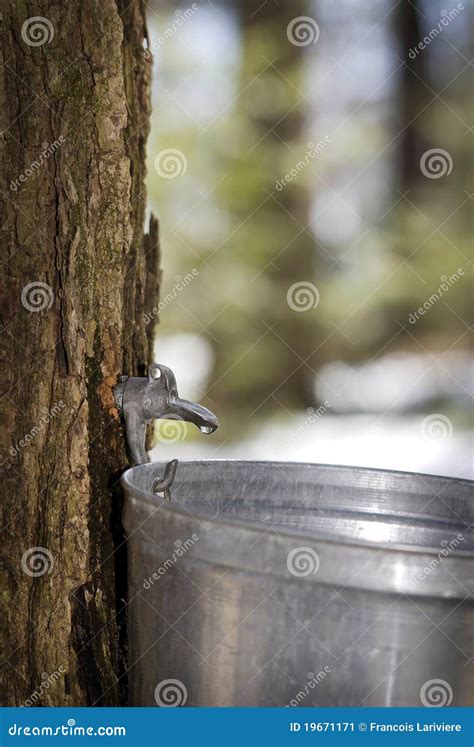 Droplet Of Sap Flowing Into A Pail To Produce Maple Syrup Stock