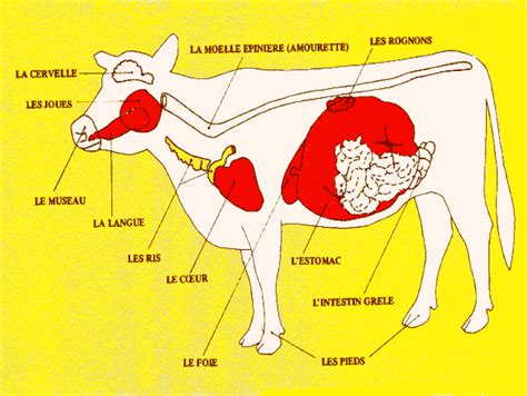 Organes De La Vache