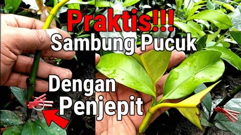 Sangat Praktis Cara Sambung Pucuk Manggis Menggunakan Penjepit Pohon