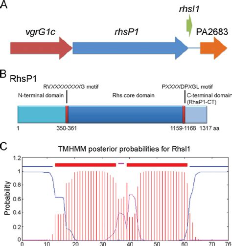 A Rhs Gene Is Encoded Downstream Of VgrG1c A Genetic Organization Of