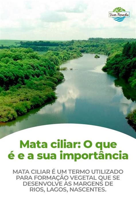 O Que E Mata Ciliar - Mata Ciliar: O que é e sua importância nas margens de rios e lagos ...