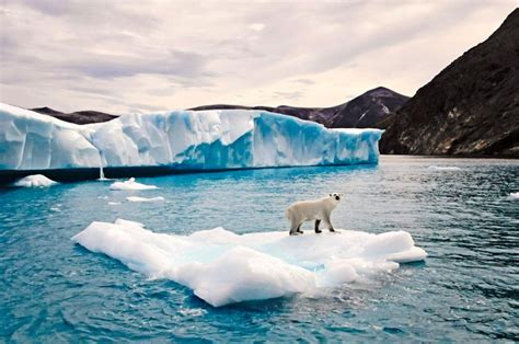 Arctic glaciers - Animal Facts For Kids | Wild Facts