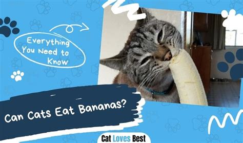 Can Cats Eat Bananas Quench Your Curiosity Now