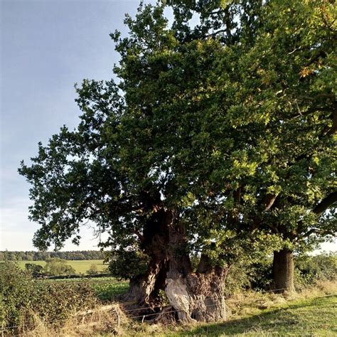 The Monwode Oak Monwode Lea A J Paxton Cc By Sa Geograph