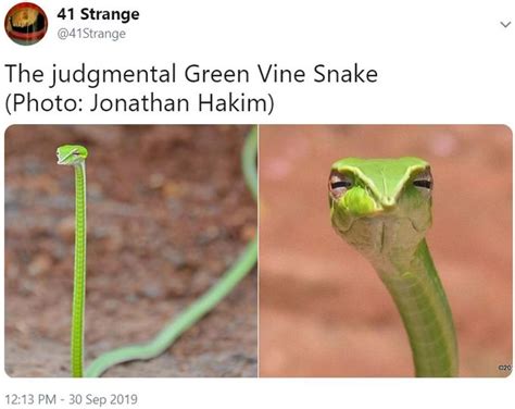 41stranges Tweet Skeptical Snake Know Your Meme