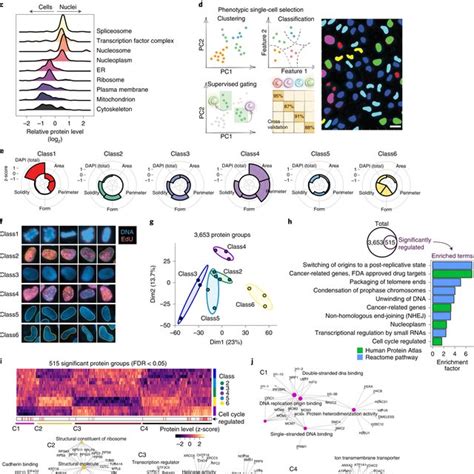 Dvp Defines Single Cell Heterogeneity At The Subcellular Level A